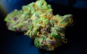 Beauté et bien-être les vertus de la fleur de CBD