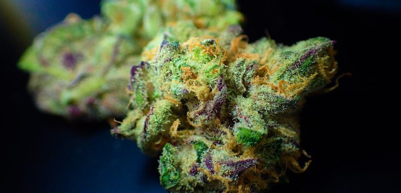 Beauté et bien-être les vertus de la fleur de CBD